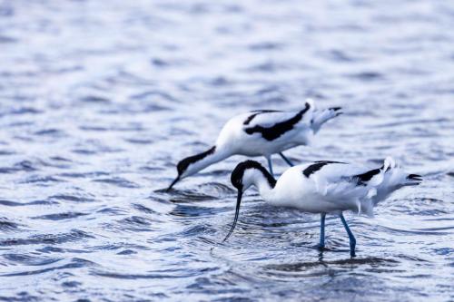030 Avocette élégante