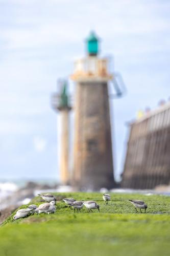 046 Bécasseau sanderling