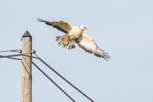058 Buse variable
