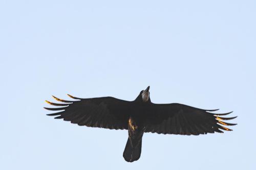 087 Corbeau freux