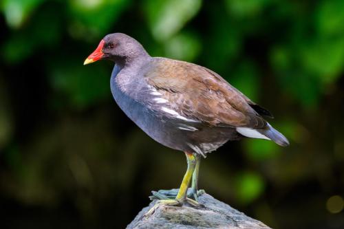 016 Gallinule poule d'eau
