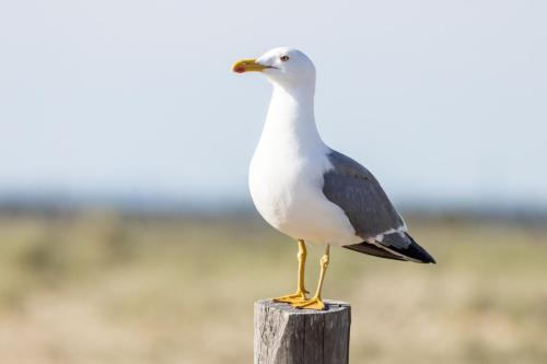 006 Goéland leucophée