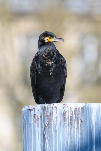 010 Grand Cormoran