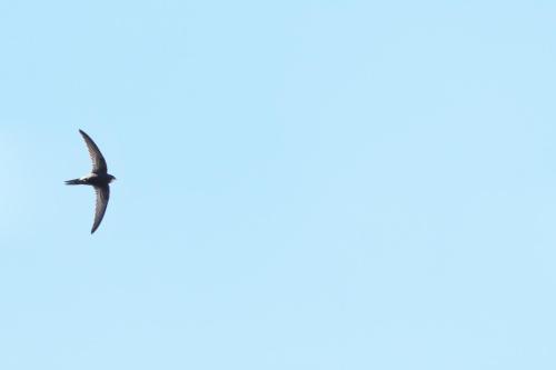 094 Martinet noir