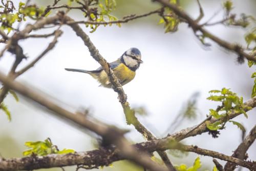 035 Mésange bleue