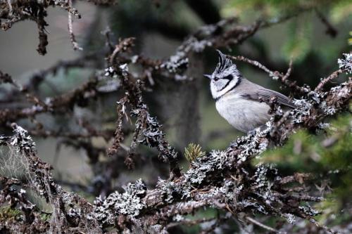 088 Mésange huppée