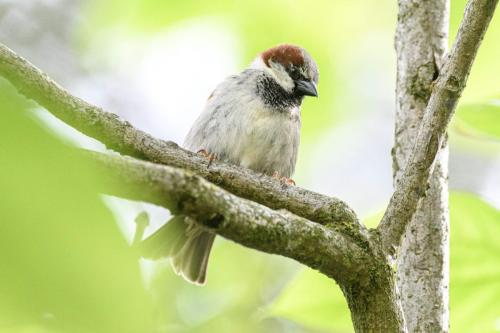 001 Moineau domestique