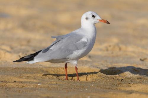 008 Mouette rieuse