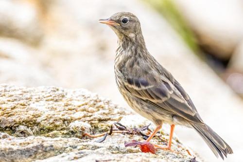 044 Pipit maritime