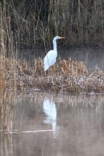059 Grande Aigrette